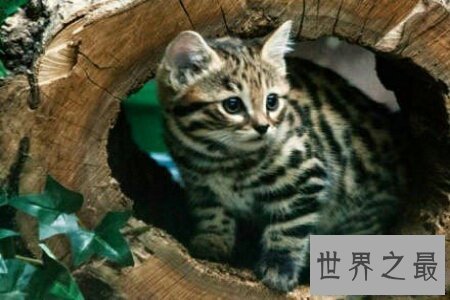 【图】黑足猫的头十分的小 然而攻击起来很凶猛 萌萌的