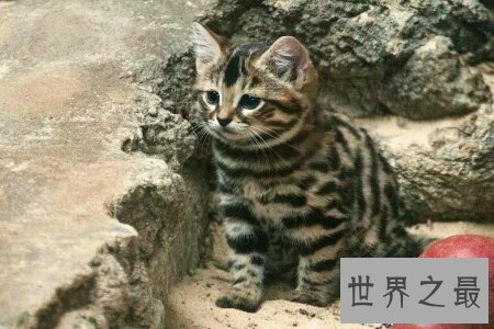 【图】黑足猫的头十分的小 然而攻击起来很凶猛 萌萌的