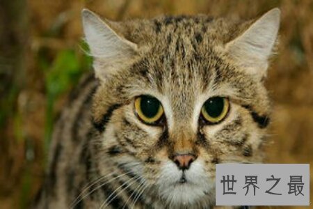 【图】黑足猫的头十分的小 然而攻击起来很凶猛 萌萌的