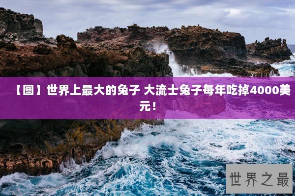 【图】世界上最大的兔子 大流士兔子每年吃掉4000美元！