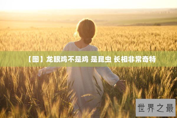 【图】龙眼鸡不是鸡 是昆虫 长相非常奇特