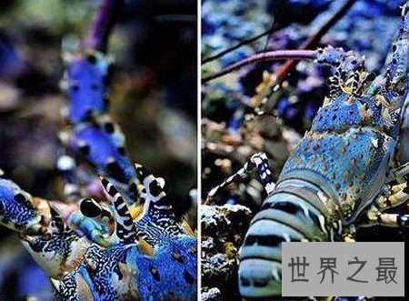 【图】大龙虾图片你能分辨出几种不同的龙虾