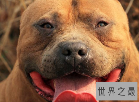 【图】比特犬小孩不能养还要远离的宠物厉害犬种之一