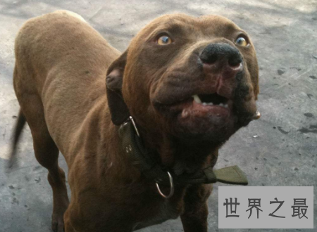 【图】比特犬小孩不能养还要远离的宠物厉害犬种之一