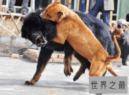 【图】比特犬小孩不能养还要远离的宠物厉害犬种之一