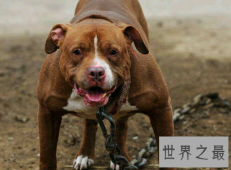 【图】比特犬小孩不能养还要远离的宠物凶猛犬种之一