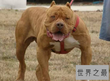 【图】比特犬小孩不能养还要远离的宠物厉害犬种之一