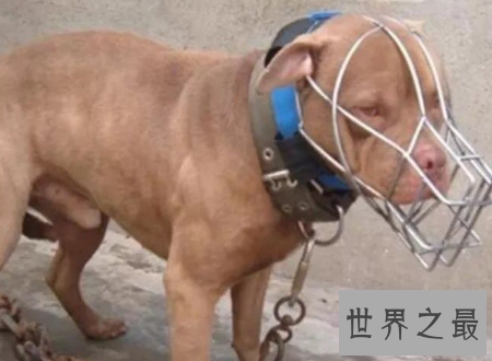 【图】比特犬小孩不能养还要远离的宠物厉害犬种之一