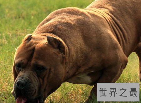 【图】比特犬小孩不能养还要远离的宠物厉害犬种之一