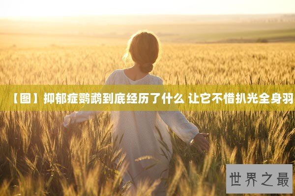 【图】抑郁症鹦鹉到底经历了什么 让它不惜扒光全身羽