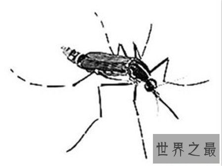 【图】花蚊子 疾病流传的罪魁祸首 如何预防它