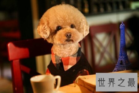 【图】泰迪是一种十分可恶的狗狗 泰迪犬怎样养对它才