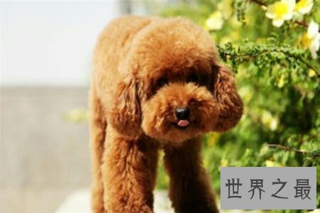 【图】泰迪是一种十分可恶的狗狗 泰迪犬怎样养对它才