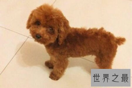 【图】泰迪是一种十分可恶的狗狗 泰迪犬怎样养对它才