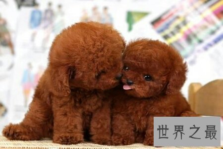 【图】泰迪是一种十分可恶的狗狗 泰迪犬怎样养对它才