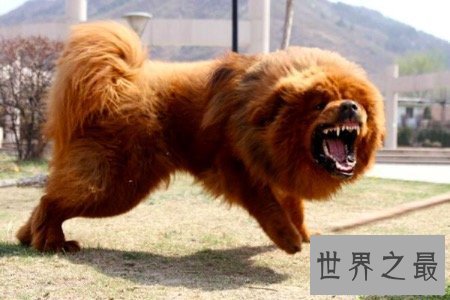 【图】鬼獒是藏獒的同一品种 但其实鬼獒有着这些的特