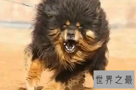 【图】鬼獒是藏獒的同一品种 但其实鬼獒有着这些的特