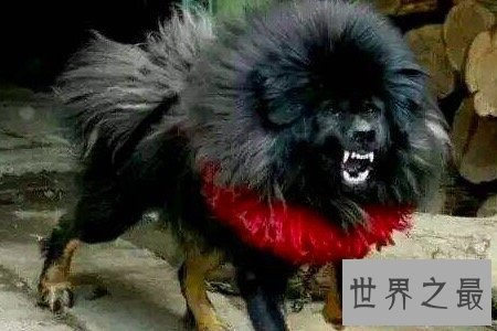 【图】鬼獒是藏獒的同一品种 但其实鬼獒有着这些的特