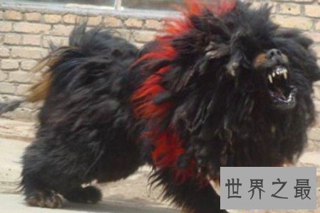 【图】鬼獒是藏獒的同一品种 但其实鬼獒有着这些的特