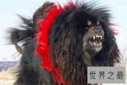 【图】鬼獒是藏獒的同一品种 但其实鬼獒有着这些的特