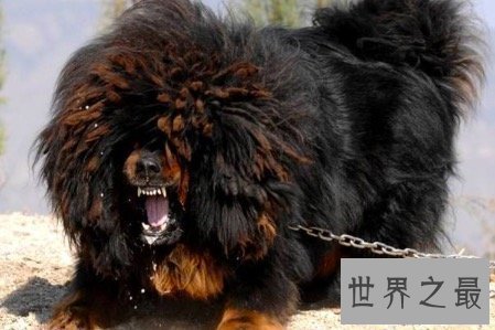 【图】鬼獒是藏獒的同一品种 但其实鬼獒有着这些的特