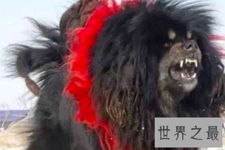 【图】鬼獒是藏獒的同一品种 但其实鬼獒有着这些的特