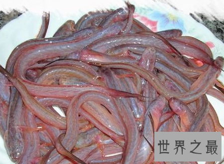 【图】狼牙虾虎鱼恐惧的鱼类但味道居然不测很好吃