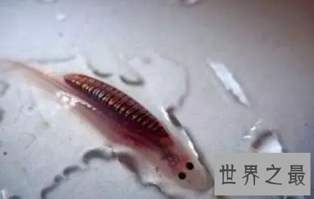 【图】实不相瞒 牙签鱼是种可恶到非常风险的生物