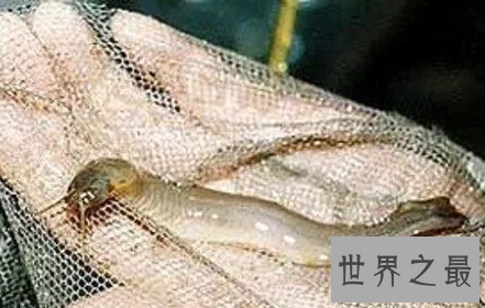 【图】实不相瞒 牙签鱼是种可恶到非常风险的生物