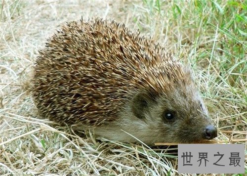 【图】刺猬的生存习性引见 杂食性动物十分适宜野生