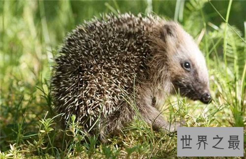 【图】刺猬的生存习性引见 杂食性动物十分适宜野生