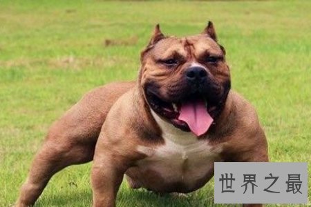 【图】斗犬是一种非常厉害的犬 而且不易和别的狗狗友