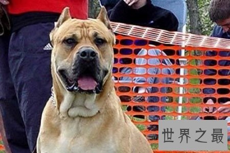 【图】斗犬是一种非常厉害的犬 而且不易和别的狗狗友