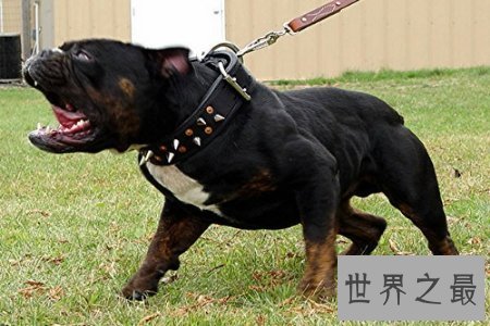 【图】斗犬是一种非常厉害的犬 而且不易和别的狗狗友