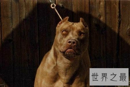 【图】斗犬是一种非常厉害的犬 而且不易和别的狗狗友