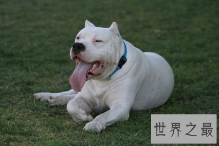 【图】斗犬是一种非常厉害的犬 而且不易和别的狗狗友