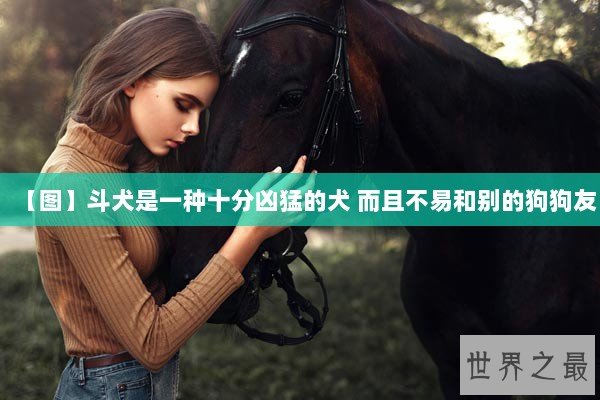 【图】斗犬是一种十分凶猛的犬 而且不易和别的狗狗友