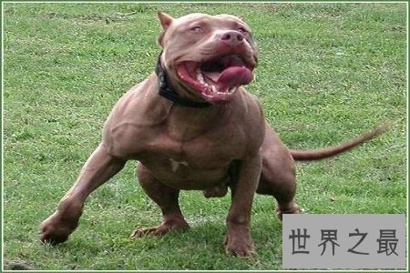 【图】斗犬是一种非常厉害的犬 而且不易和别的狗狗友