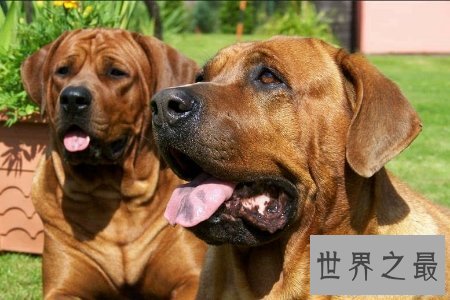 【图】斗犬是一种非常厉害的犬 而且不易和别的狗狗友