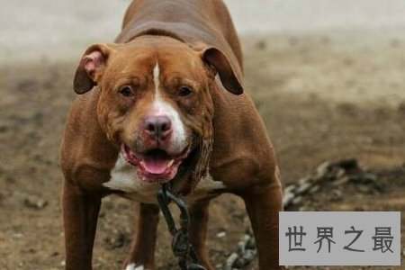 【图】斗犬是一种非常厉害的犬 而且不易和别的狗狗友