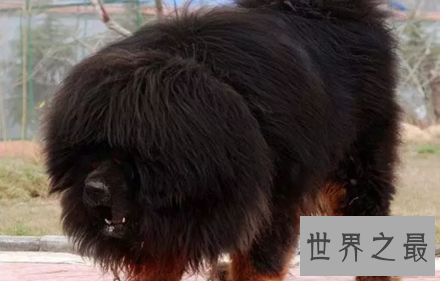 【图】藏獒王九犬一獒九死终身的青狼獒王者归来