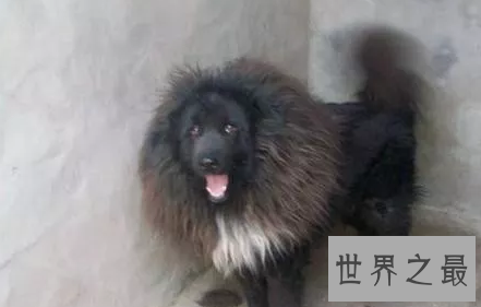 【图】藏獒王九犬一獒九死终身的青狼獒王者归来