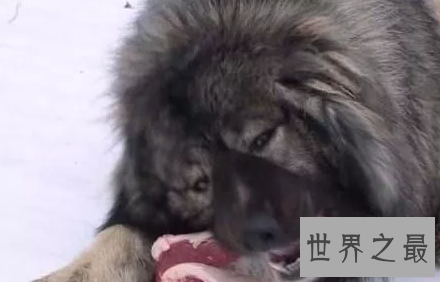 【图】藏獒王九犬一獒九死终身的青狼獒王者归来