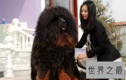 【图】藏獒王九犬一獒九死终身的青狼獒王者归来