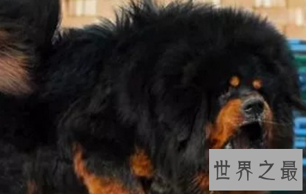 【图】藏獒王九犬一獒九死终身的青狼獒王者归来