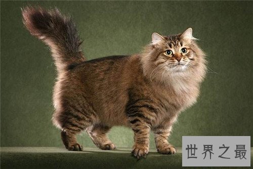 【图】乌克兰巨猫是真的吗 网络掀起一阵巨型猫风潮