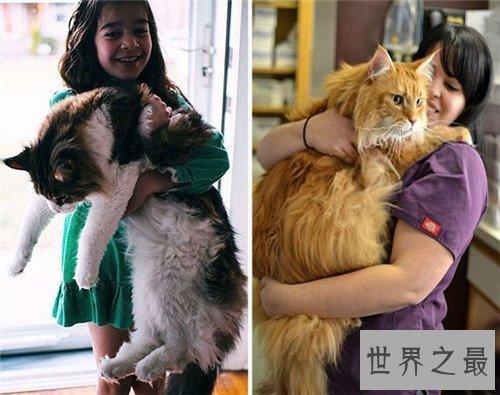 【图】乌克兰巨猫是真的吗 网络掀起一阵巨型猫风潮