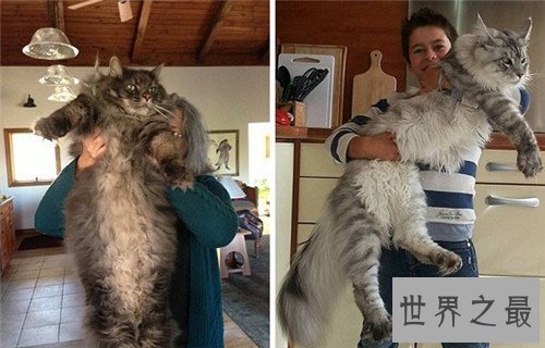 【图】乌克兰巨猫是真的吗 网络掀起一阵巨型猫风潮