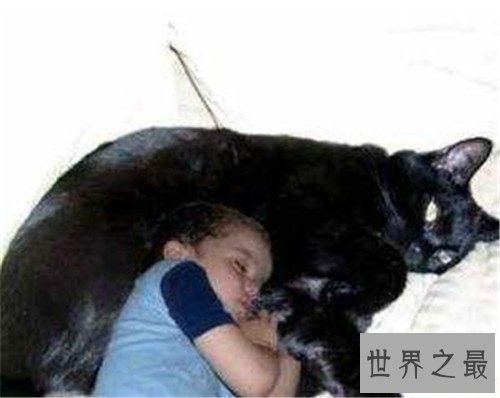 【图】乌克兰巨猫是真的吗 网络掀起一阵巨型猫风潮