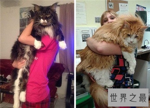 【图】乌克兰巨猫是真的吗 网络掀起一阵巨型猫风潮